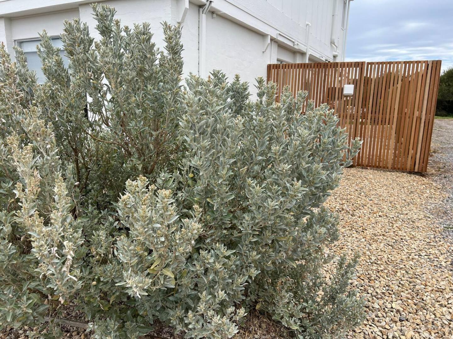 New Magpie Sands - 3 Bedroom Home - Downstairs Only, 1 Min Walk To Aldinga Beach Exterior photo